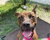 Sweet brindle dog Sienna eager to meet new family