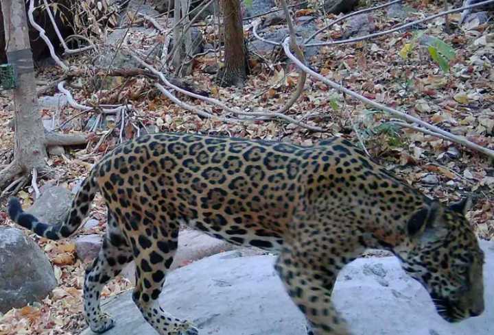 En seis años aumenta población del Jaguar en 10% en México