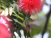 Colibríes, joyas aladas que polinizan los Andes