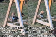 Dachshund Taken to Play in a Field Decides 'Snacking Is Life'