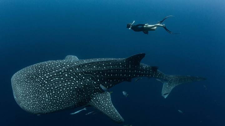 Nearly Every Whale Shark at This Tourist Destination Bears Human