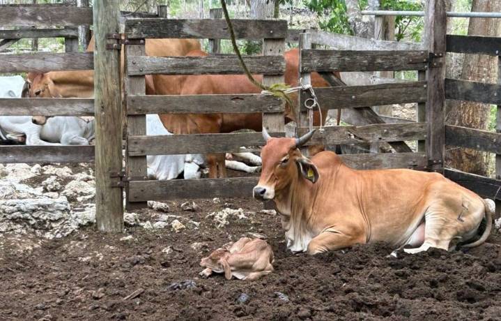 Lanzan campaña en Quintana Roo contra rabia paralítica bovina