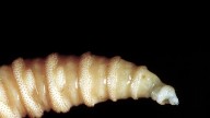 La Administración Trump confirmó el primer caso humano del parásito 'New World Screwworm' en casi medio siglo