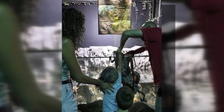 Boy, 6, suffers bruises after octopus latches onto his arm at aquarium, mother says