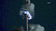 Man gets trapped in tree while trying to rescue cat in L.A. neighborhood
