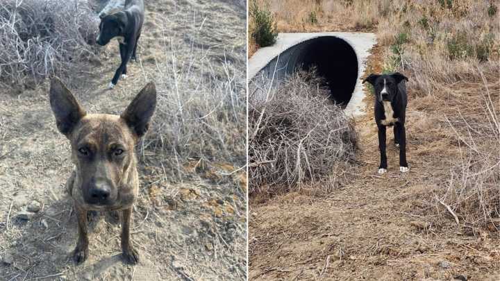 Three Dogs Left In The Middle Of Washington Wilderness Take Shelter In A Pipe Hoping For Rescue
