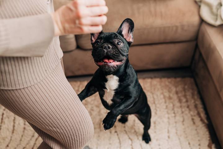 La dramática reacción de un perro tras cometer una travesura: ya es viral en TikTok