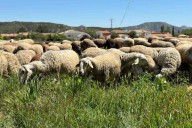 ASAJA Castilla-La Mancha augura un otoño crítico para los ganaderos por la lengua azul