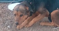 Vinculan a proceso a pareja de adolescente por matar a un perro, en NL