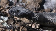 Grundy County hiker dies after picking up rattlesnake, bitten on hand