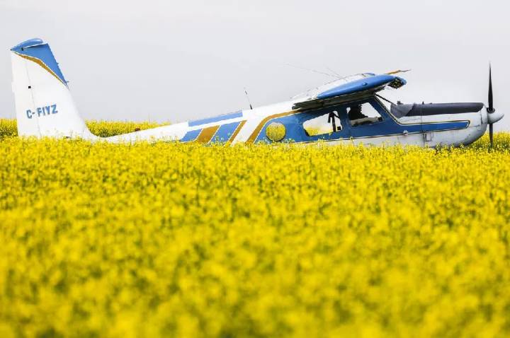Chinese tariff on canola seed comes into force as farmers hope for resolution