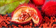 Achiote: el remedio natural mexicano que combate fiebre, sarampión, úlceras y más
