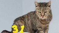 ¿Cómo cuidar a un gato en la tercera edad, según veterinario?