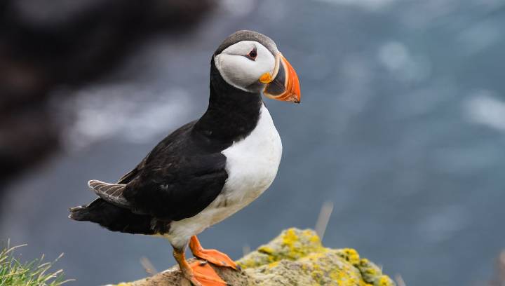 People Are Throwing Baby Puffins Off Cliffs In Iceland Again