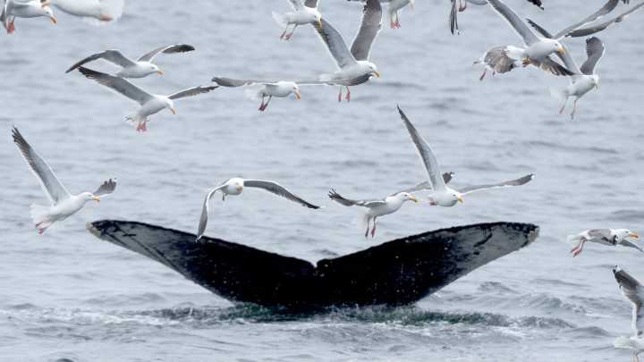 Why have blue whales gone silent? See what a study found.