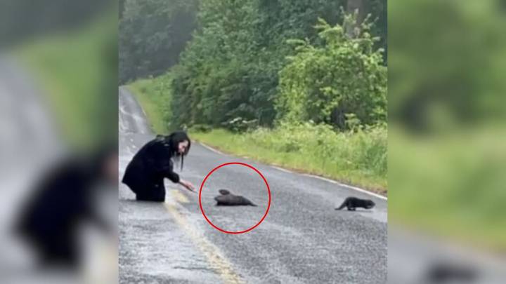 Couple Stopped On A Road In Washington After Noticing A ‘Clump Of Dirt’ Only To Realize It’s Something Else