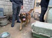 Rescatan 32 perros y gatos en Cuautitlán Izcalli