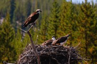 Yellowstone Visitors Infuriated As Couple Who Flew Drone Over Osprey Nest Allegedly Returns To Break More Rules 