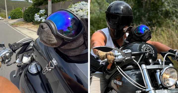 This Dog Has A Custom Motorcycle Capsule And Loves The Open Road