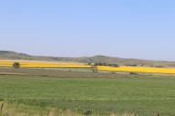 North Dakota farmers see abnormal harvest season with mixed results