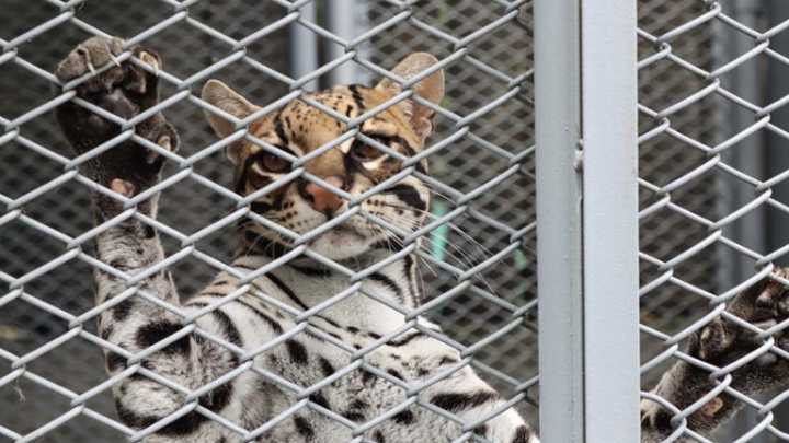 Así es la vida de Barto, un ocelote rescatado del tráfico de vida silvestre en Colombia