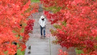 What is a 'false fall'? See 2025 autumn forecast for Illinois
