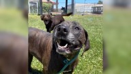 California Vet Stunned As Owners Request Two Healthy Dogs To Be Euthanized