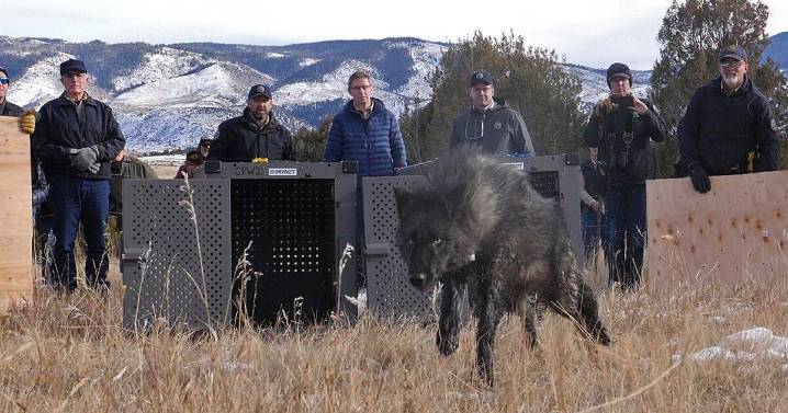 Colorado lawmakers seek to redirect wolf program funds to pay for health insurance