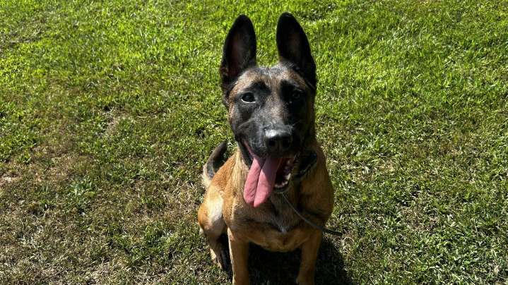Smith County Sheriff’s Office K-9 Bella to get donation of body armor