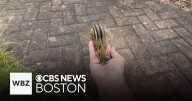 Meet Cheeks the Chipmunk, who gets fed by WBZ