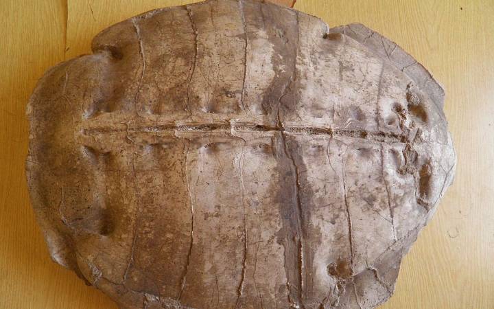 Descubren nueva especie fósil de tortuga marina de hace 50 millones de años