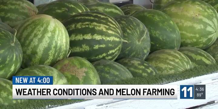 Rocky Ford watermelons and cantaloupes are the sweetest they've been in several years