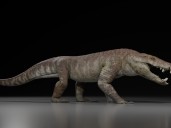 Descubren en la Patagonia una nueva especie de cocodrilo prehistórico: vivió hace 70 millones de años