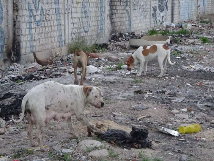 Rabia humana erradicada en Guanajuato desde hace 30 años