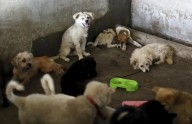 Tras la muerte de su dueña, sus animales quedaron a la deriva, piden ayuda