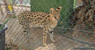 Desmantelado un zoo privado clandestino con más de 150 animales exóticos en Nules