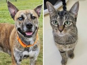 Pets of the week: Pawsitive Vibes loves people. Gucci would fit in a handbag