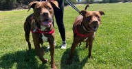 CAPA Pet of the Week: Zeus and Lilly Bell