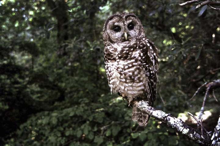 Forestry audit scheduled for B.C. licence for land covering spotted owl habitat