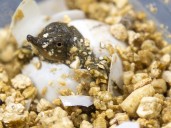 It's a bumper crop . . . of London-bred turtle hatchlings