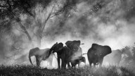 Werner Herzog Doc 'Ghost Elephants' Sells to National Geographic