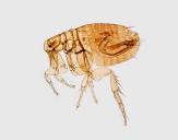 South Lake Tahoe resident tested positive for plague, health official say