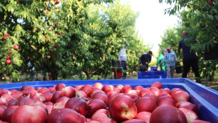 La ETT que contrató al temporero de Alcarràs confirma que murió por un “golpe de calor”