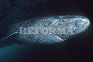 Centenarios y milenarios:  5 animales muy longevos