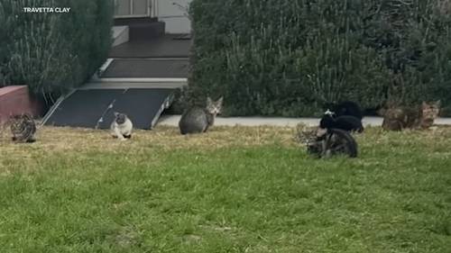 Neighbors say they're fed up with 'zombie' cat invasion in Inglewood neighborhood