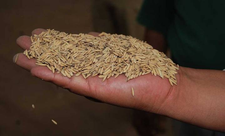 Convoca Agricultura a fortalecer cultivo de arroz en Campeche