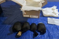 Man Caught Smuggling 850 Turtles Worth $1.4 Million into Hong Kong