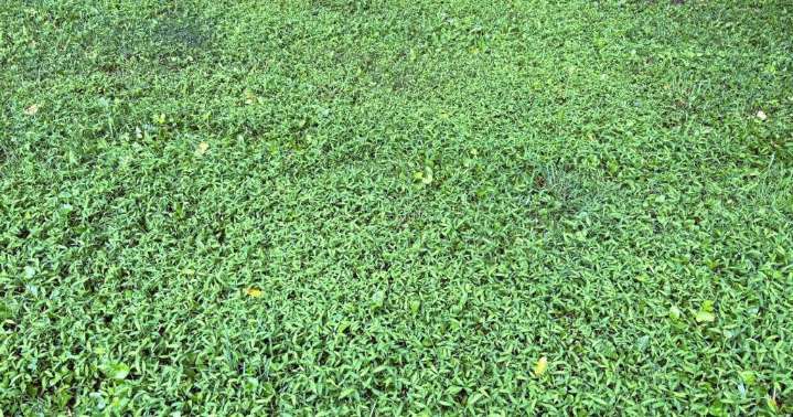 Invasive plant discovered in Rock County