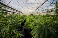 Greg Steube refiles pot rescheduling bill as Donald Trump teases a move
