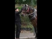 Central Park Conservancy pushes to ban horse carriages